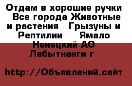 Отдам в хорошие ручки - Все города Животные и растения » Грызуны и Рептилии   . Ямало-Ненецкий АО,Лабытнанги г.